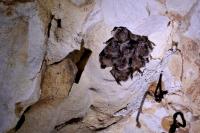 Myotis emarginatus