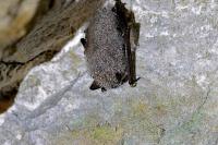 Myotis mystacinus