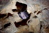 Rhinolophus ferrumequinum