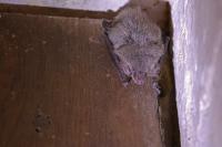 Plecotus auritus