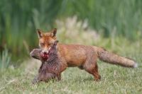 Vulpes vulpes
