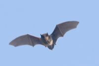 Pipistrellus pipistrellus