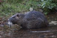 Myocastor coypus