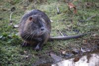 Myocastor coypus