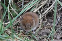 Clethrionomys glareolus