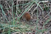 Clethrionomys glareolus