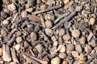 Oryctolagus cuniculus