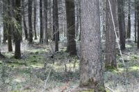 Capreolus capreolus