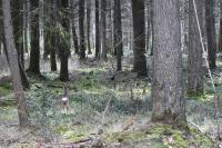 Capreolus capreolus