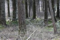 Capreolus capreolus
