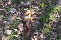 Sciurus vulgaris
