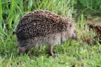 Erinaceus europaeus