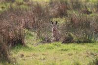 Lepus europaeus