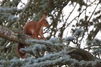 Sciurus vulgaris