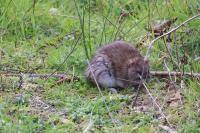 Rattus norvegicus