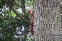 Sciurus vulgaris