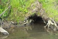 Myocastor coypus