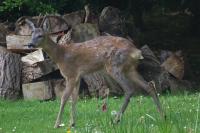 Capreolus capreolus