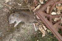Mus musculus