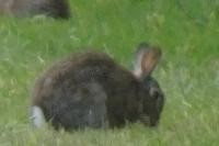 Oryctolagus cuniculus