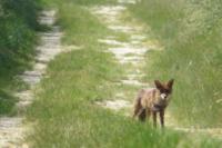 Vulpes vulpes