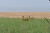 Capreolus capreolus