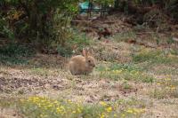 Oryctolagus cuniculus