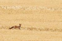Vulpes vulpes