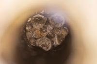 Myotis daubentonii