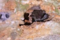 Myotis daubentonii