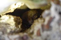 Myotis daubentonii