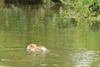 Myocastor coypus
