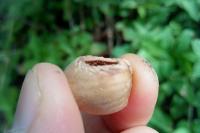 Muscardinus avellanarius