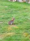 Oryctolagus cuniculus