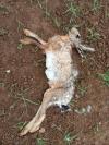 Lepus europaeus