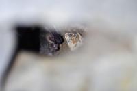 Myotis nattereri