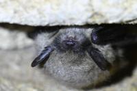 Myotis mystacinus