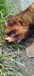 Mustela putorius