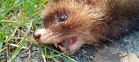 Mustela putorius