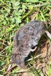 Crocidura russula