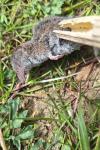 Crocidura russula