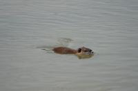 Myocastor coypus