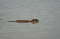 Myocastor coypus