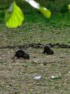Myocastor coypus
