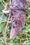 Crocidura russula