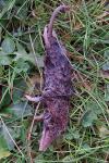 Crocidura russula