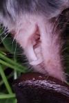 Crocidura russula