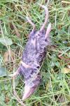 Crocidura russula