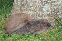 Erinaceus europaeus