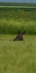 Cervus elaphus